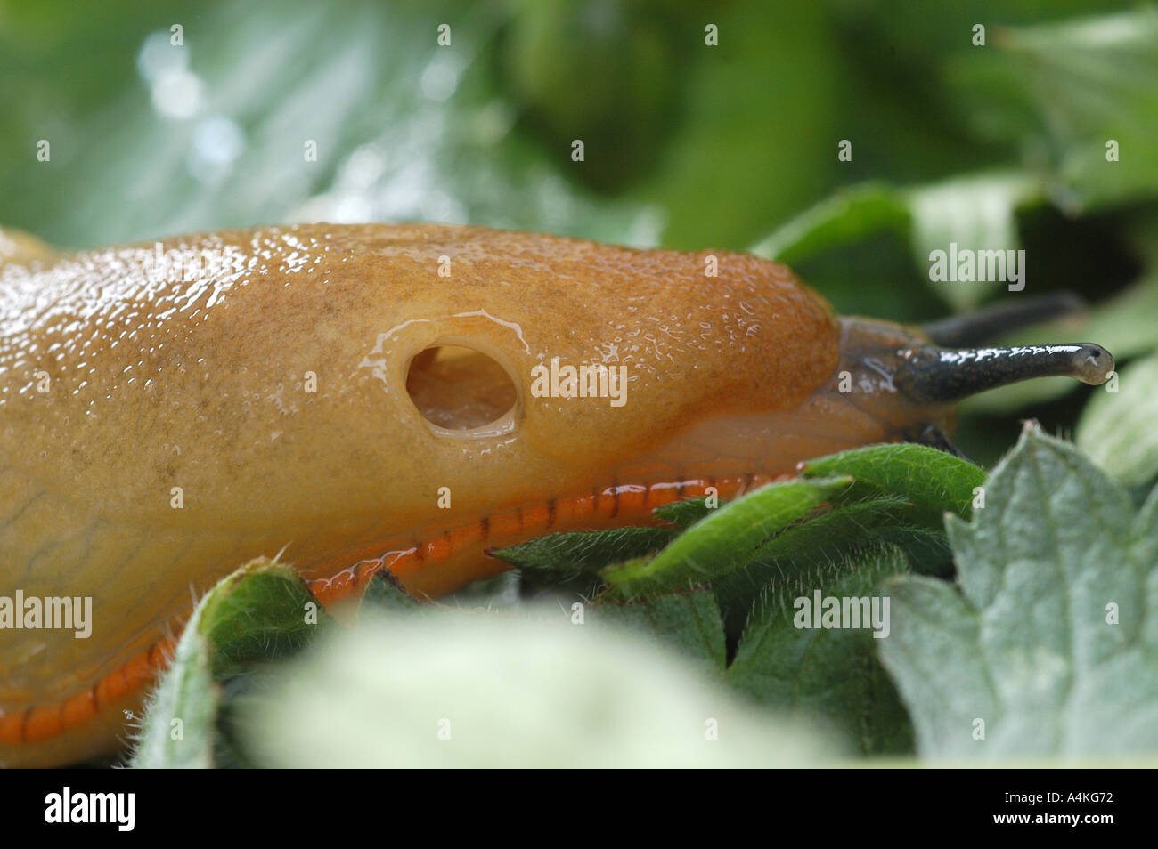 Pneumostome hires stock photography and images Alamy