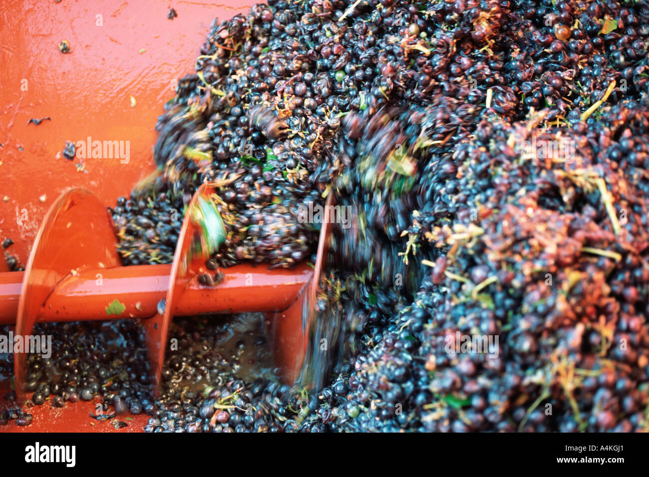 Harvested grapes Stock Photo