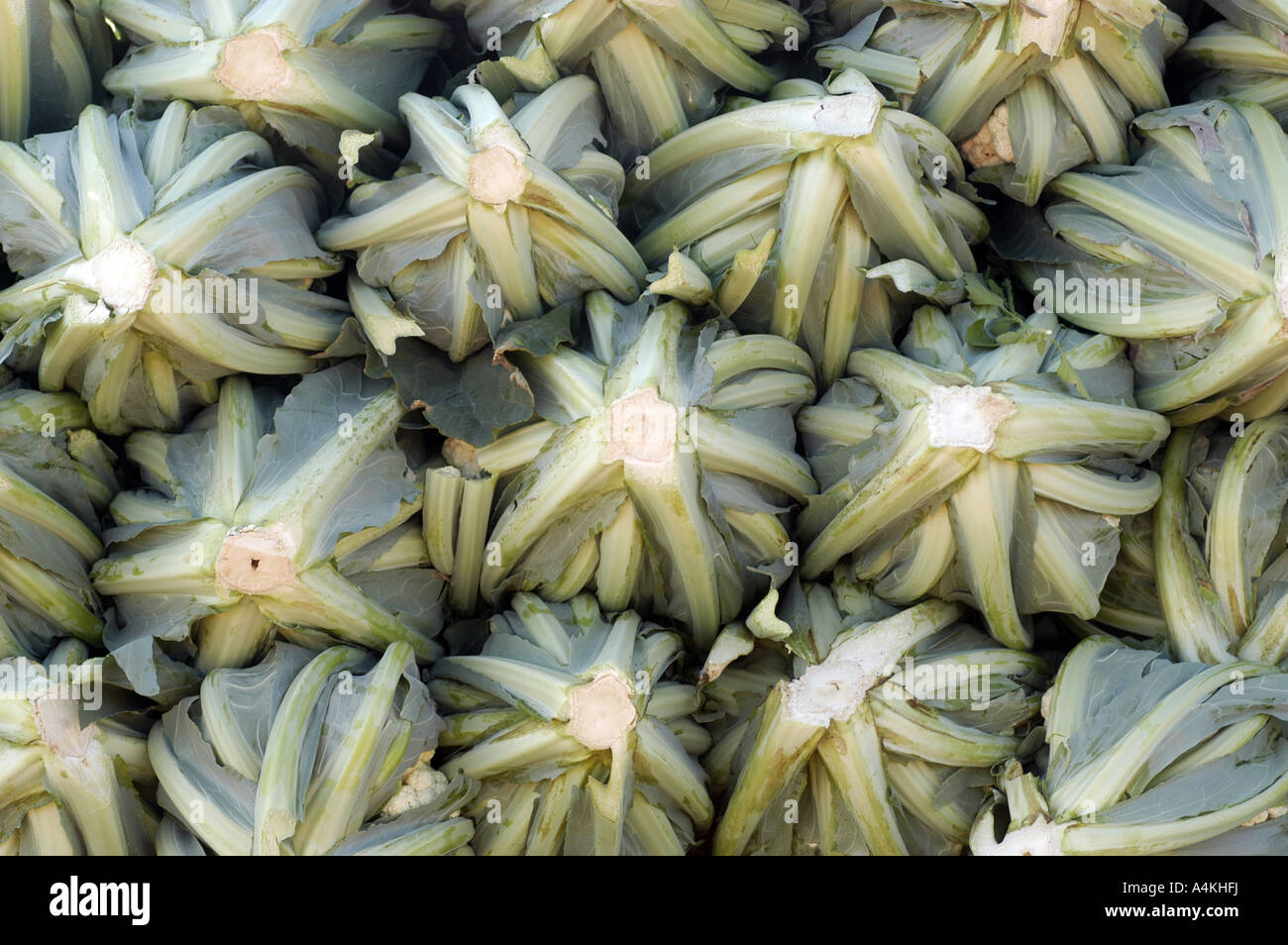Leola PA produce auction Stock Photo Alamy
