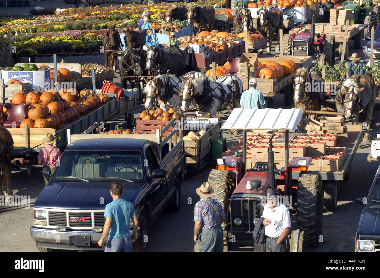 Cropspumpkins hires stock photography and images Alamy