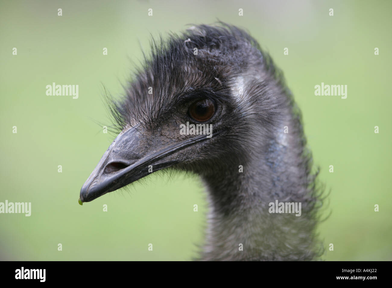 Emu Dromalus novaehollandiae portrait Stock Photo