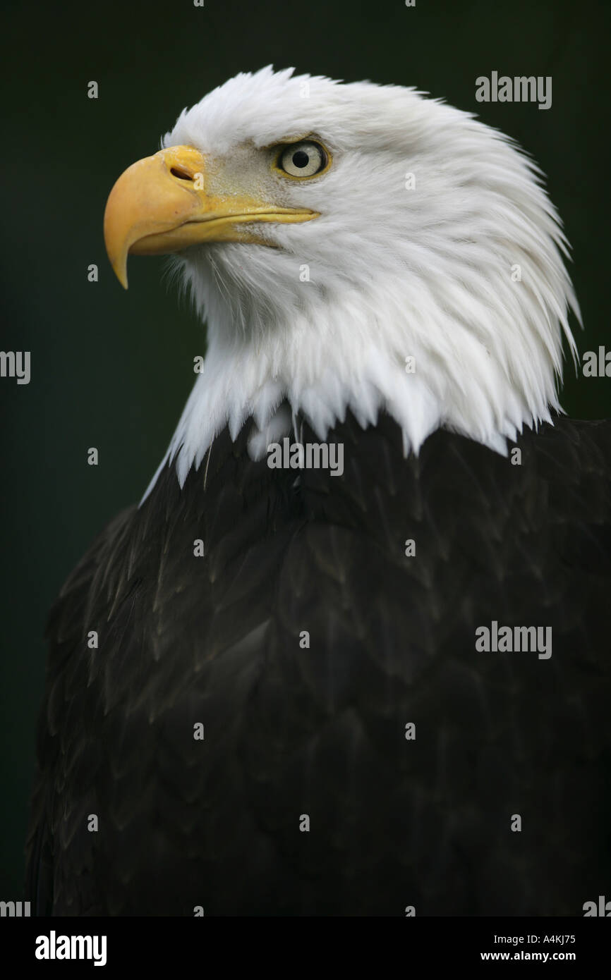 North american bald eagle - Haliaeetus leucocephalus Stock Photo - Alamy