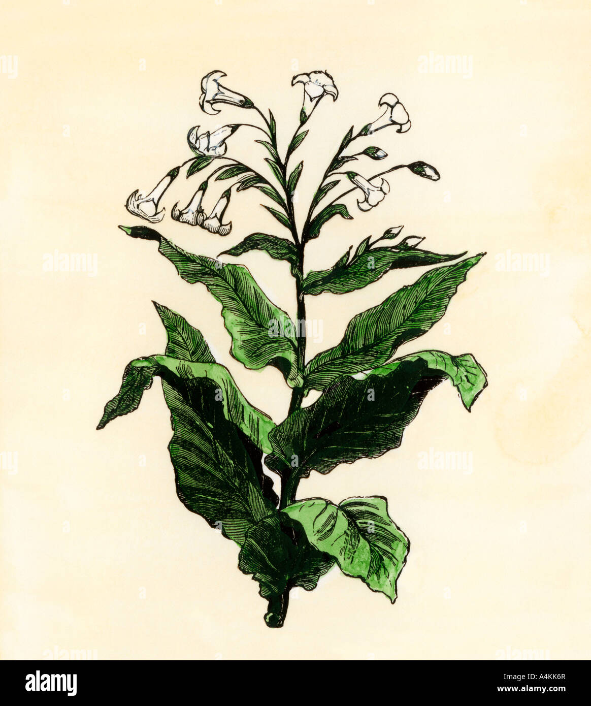 Tobacco plant. Hand-colored woodcut Stock Photo