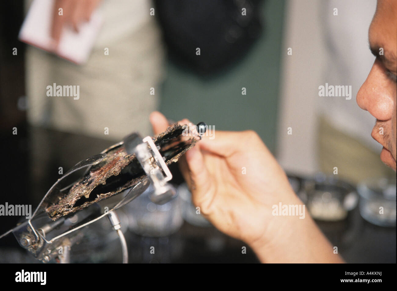 Opening a black pearl oyster and removing the pearl in the Tuamotous French Polynesia Stock