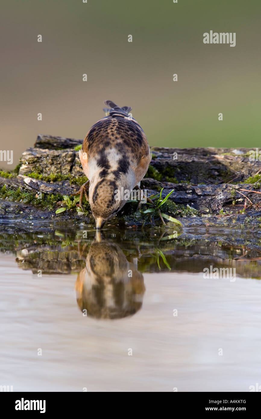 Brambling Fringilla montifringilla at pond drinking with reflection in water potton bedfordshire Stock Photo