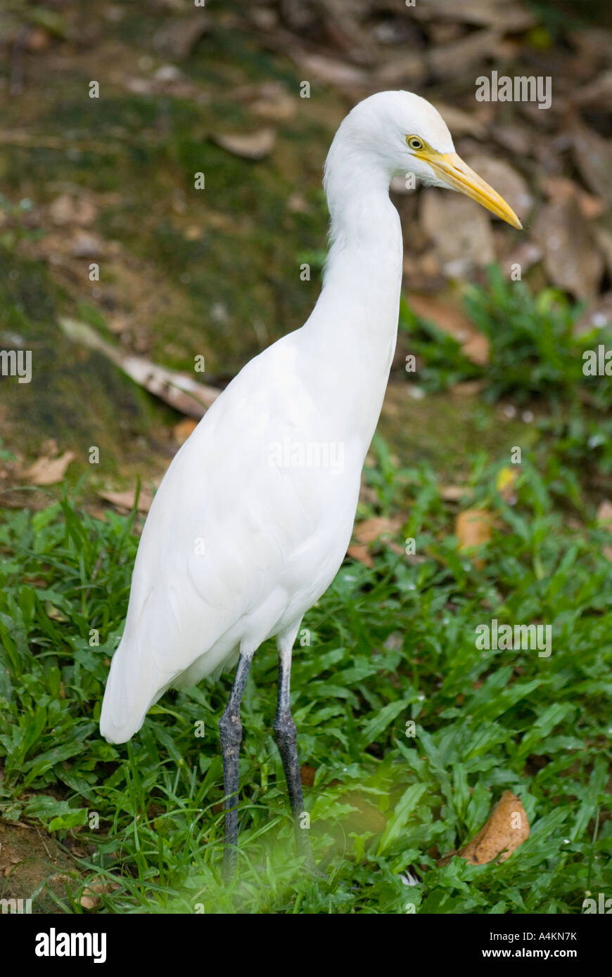 Bubulcus ibis the Cattle Egret Stock Photo - Alamy