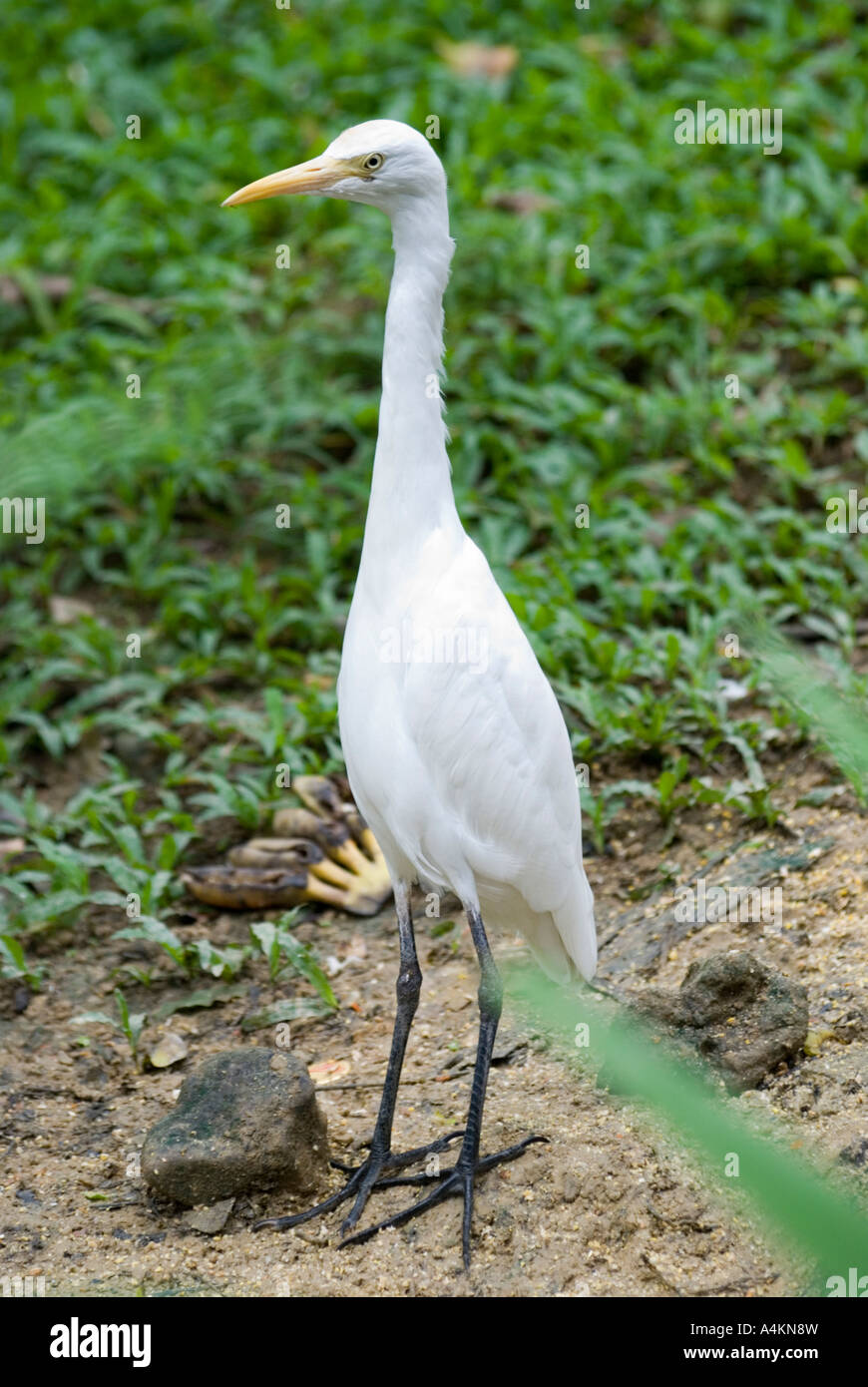 Bubulcus ibis the Cattle Egret Stock Photo - Alamy