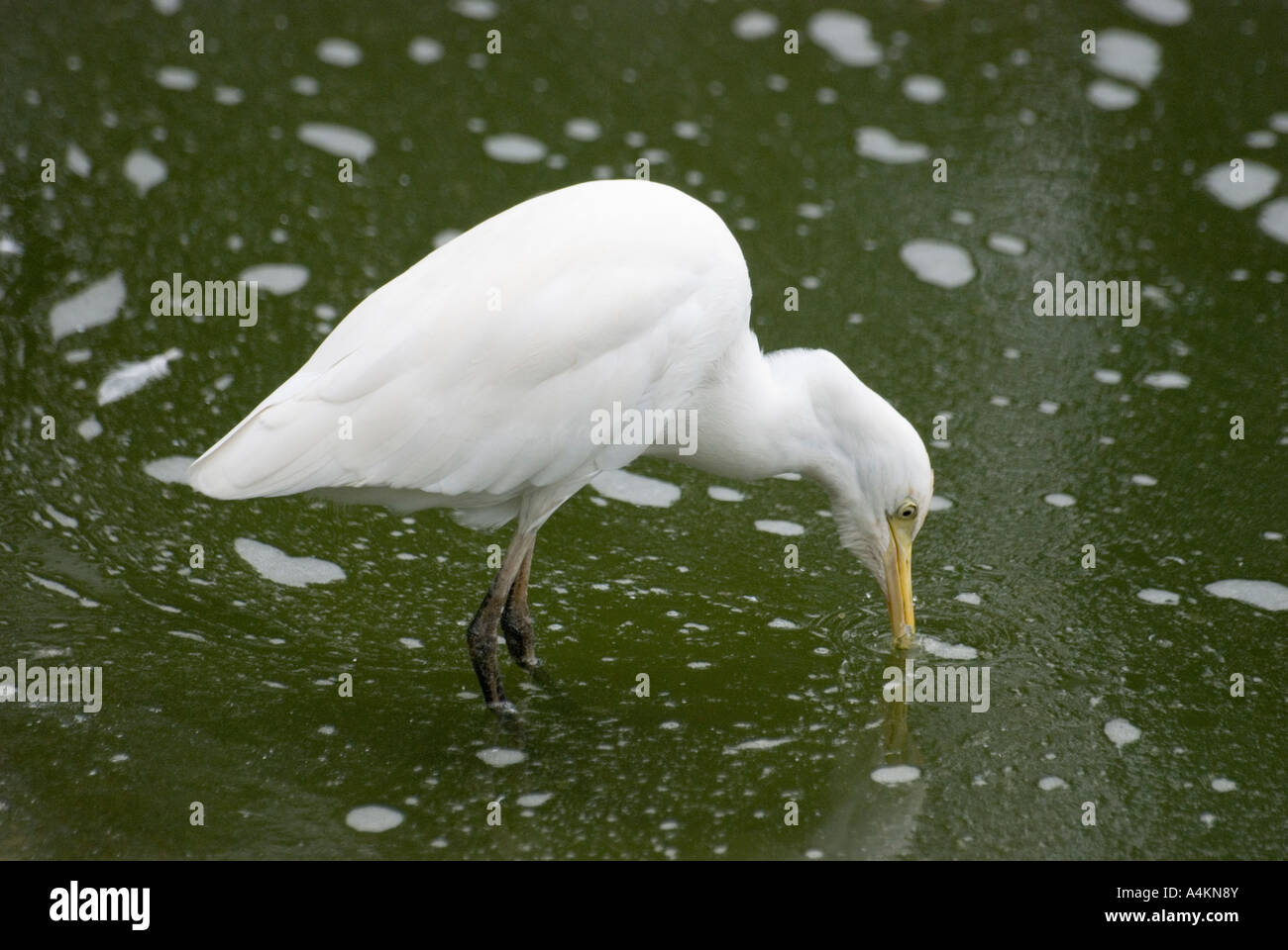 Bubulcus ibis the Cattle Egret Stock Photo - Alamy