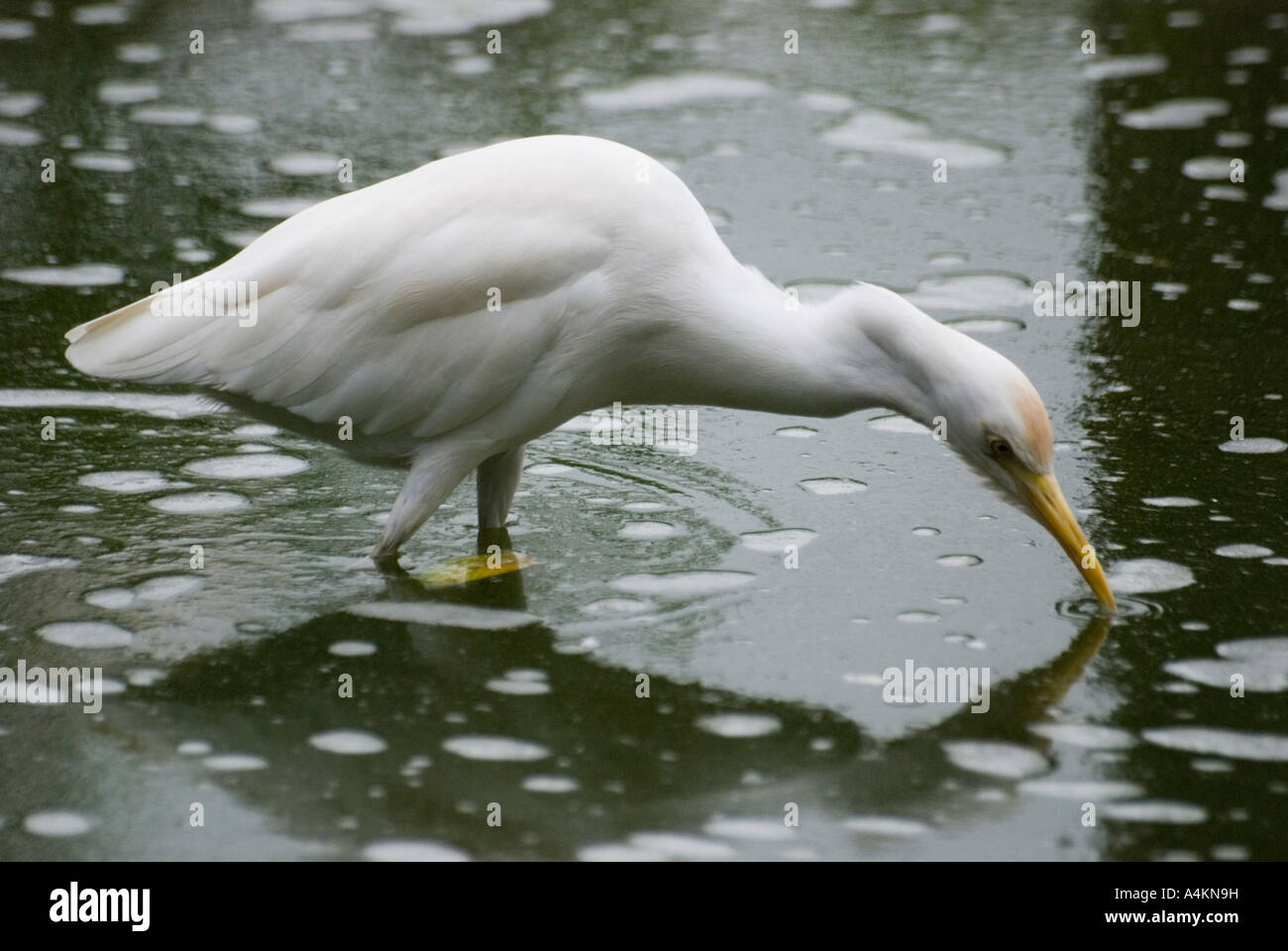 Bubulcus ibis the Cattle Egret Stock Photo - Alamy