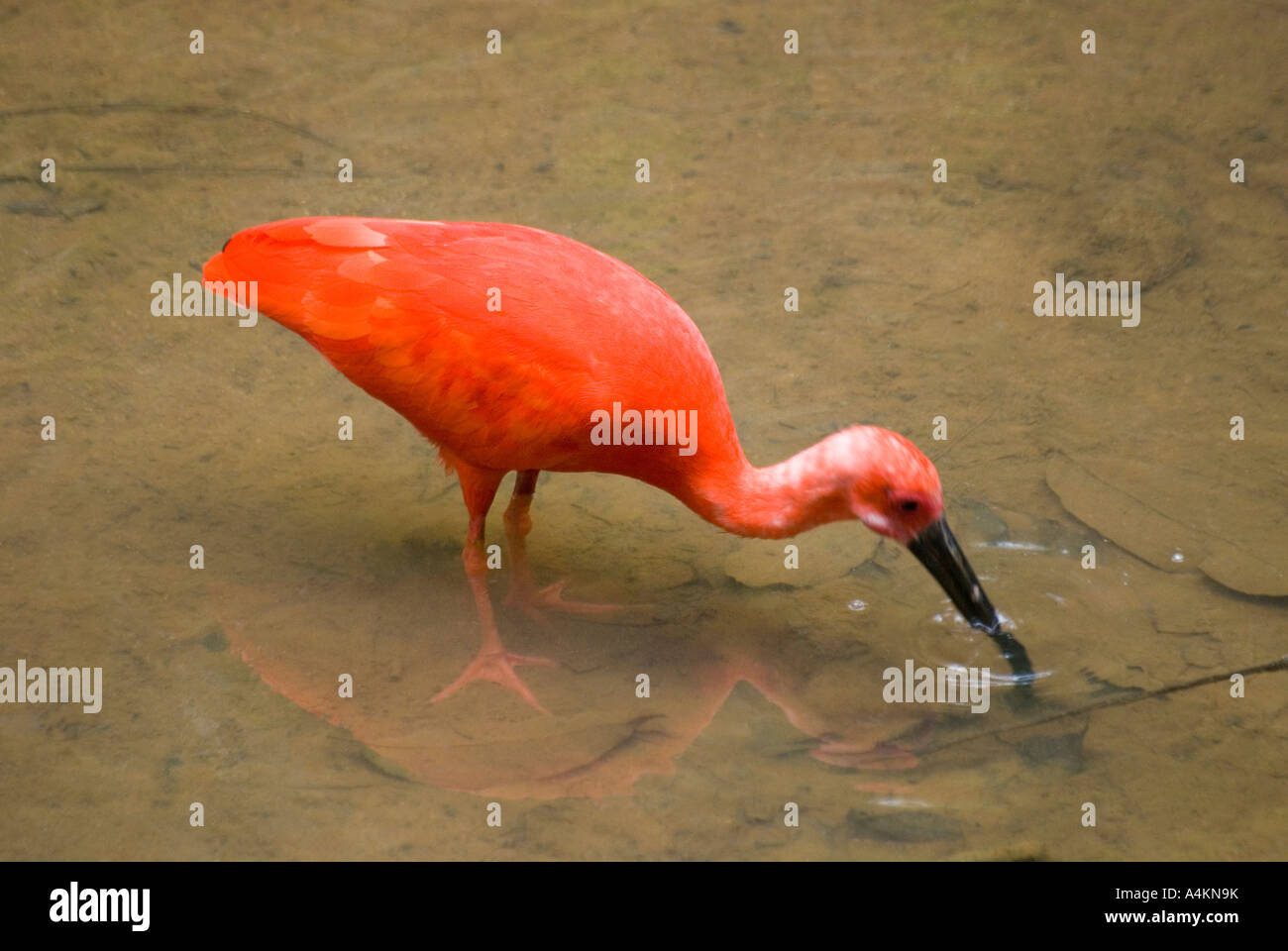 A South American, Scarlet ibis in the KL Bird Park in Kuala Lumpur Stock Photo