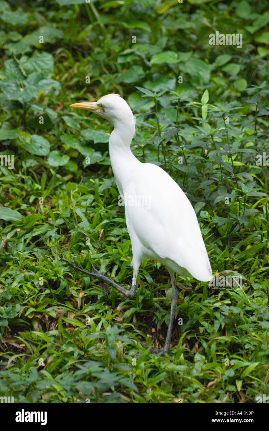 Bubulcus ibis the Cattle Egret Stock Photo - Alamy