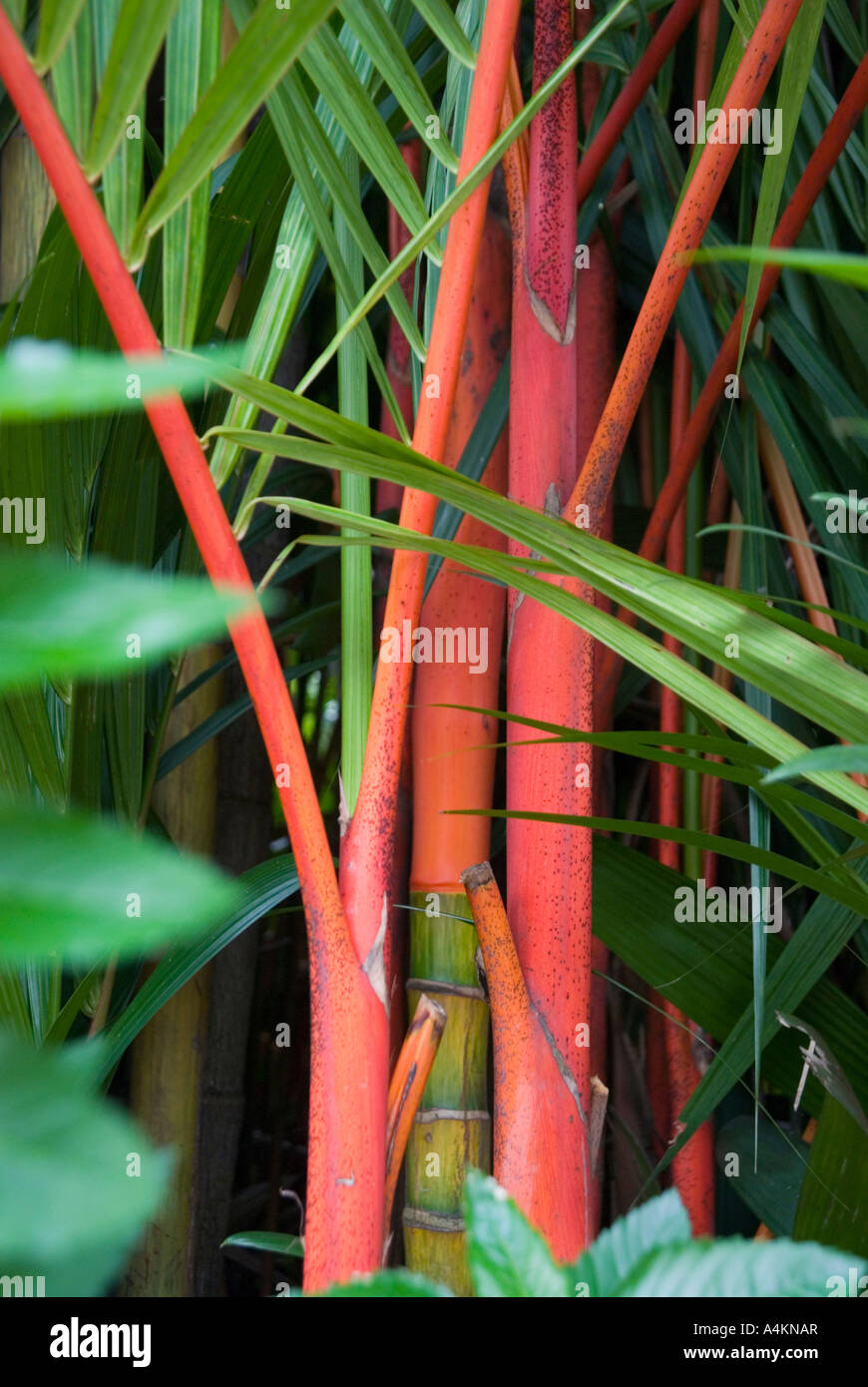 Lipstick palm also known as sealing wax palm Cyrtostachys renda Stock Photo