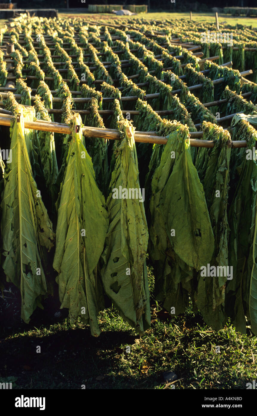 Tobacco curing in the Philippines Stock Photo - Alamy