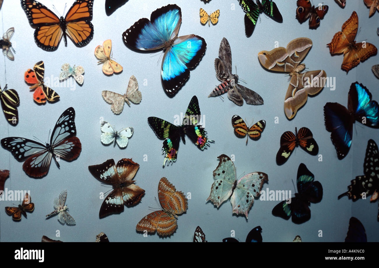 Butterfly collection in Domus Museum A Coruña Spain Stock Photo
