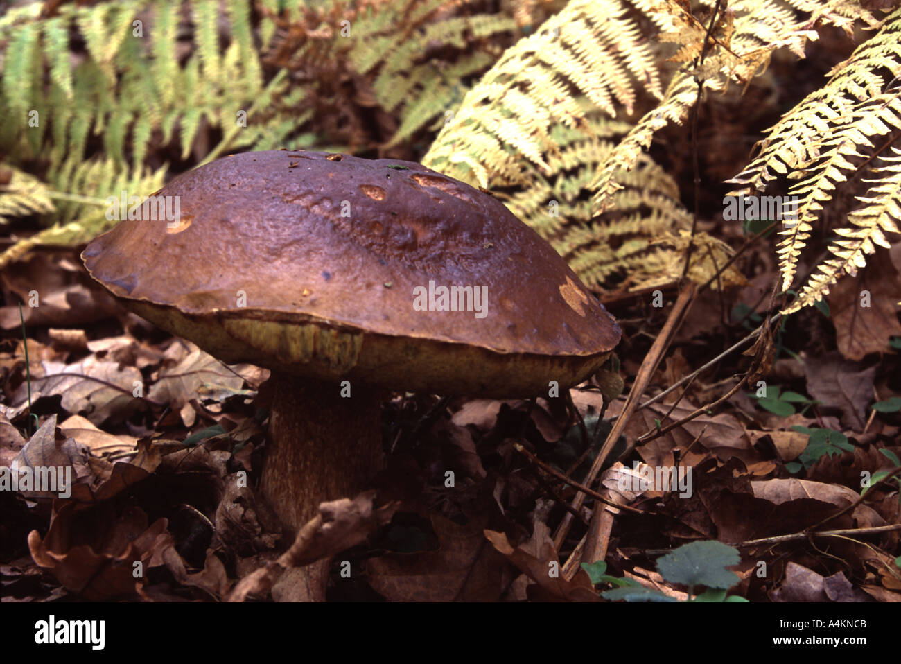 Boletus erythropus, a common British fungus. Stock Photo