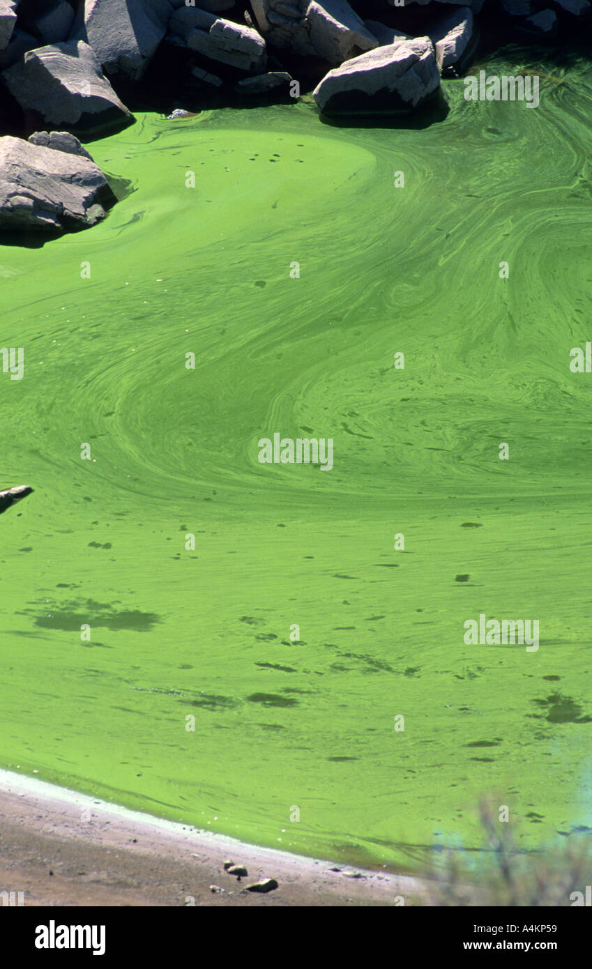 Green algae on the surface of Brownlee Reservior Idaho Stock Photo Alamy