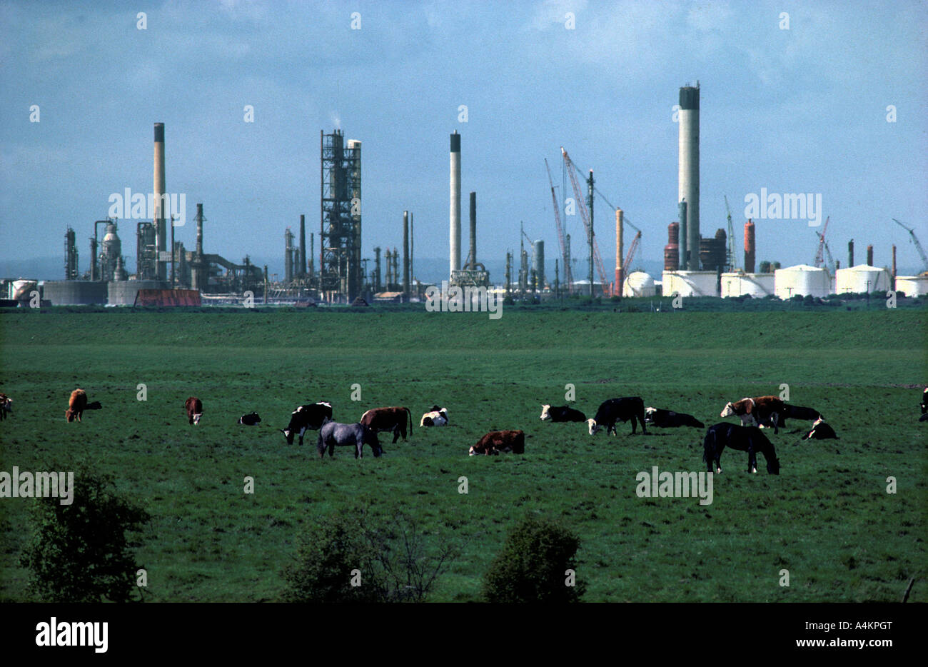 CANVEY ISLAND AND PETROL STORAGE DEPOT WITH CATTLE 1978 2007 Stock