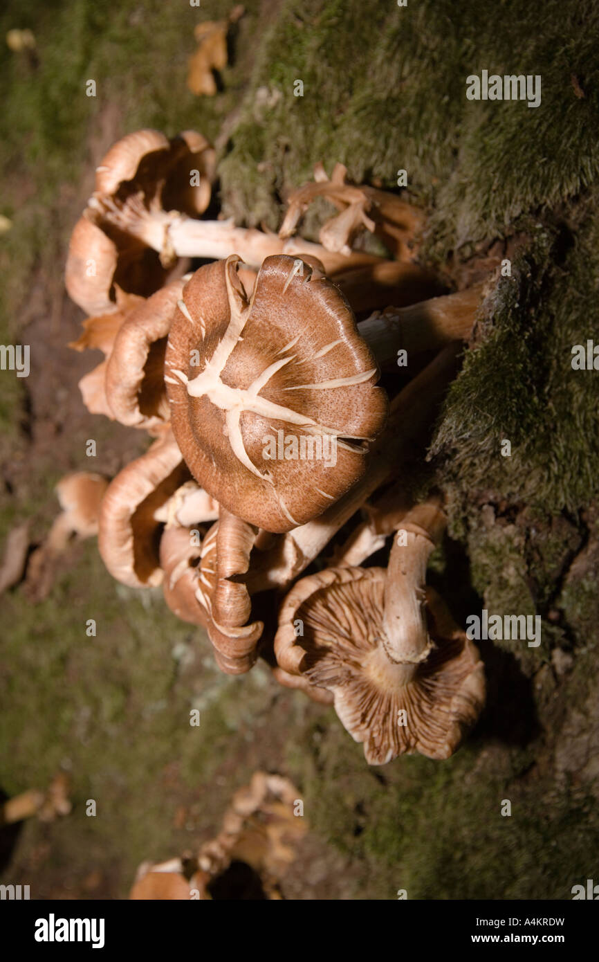 Closeup of fungi growing on tree bark. Latvia Stock Photo Alamy