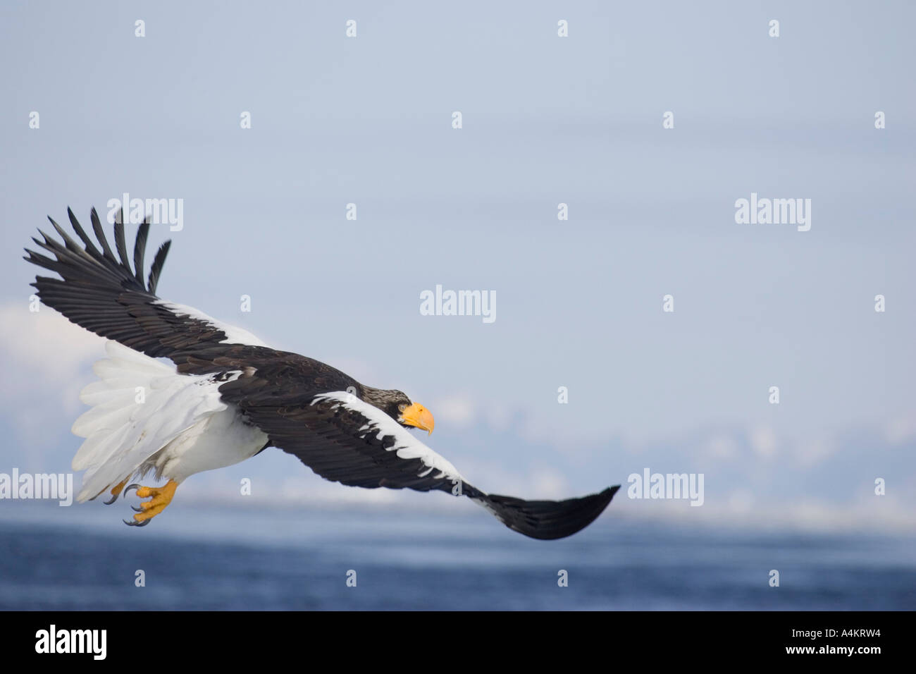 Steller s sea eagle hi-res stock photography and images - Alamy