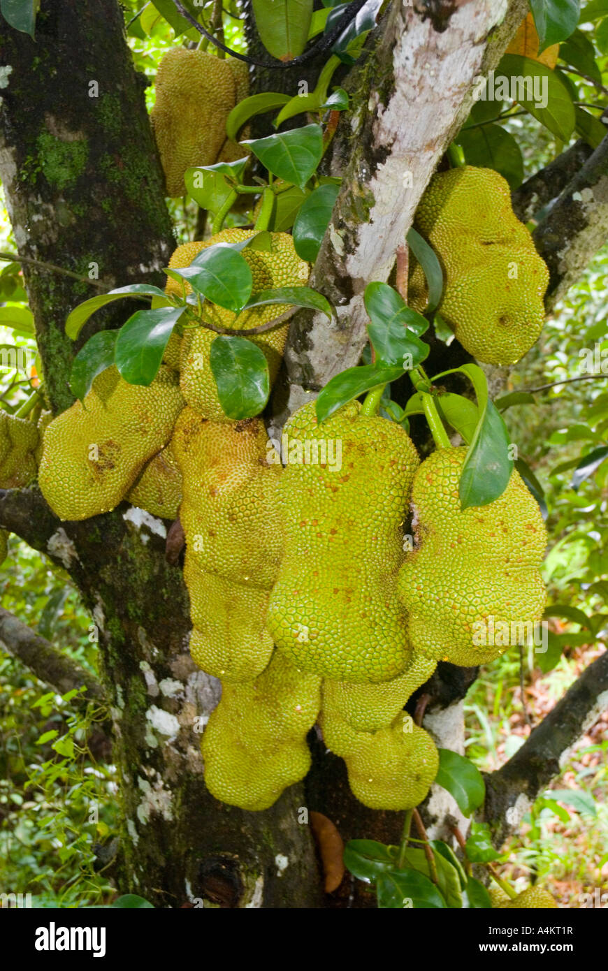 Jackfruit Artocarpus hetorophyllus growing on the tree Stock Photo