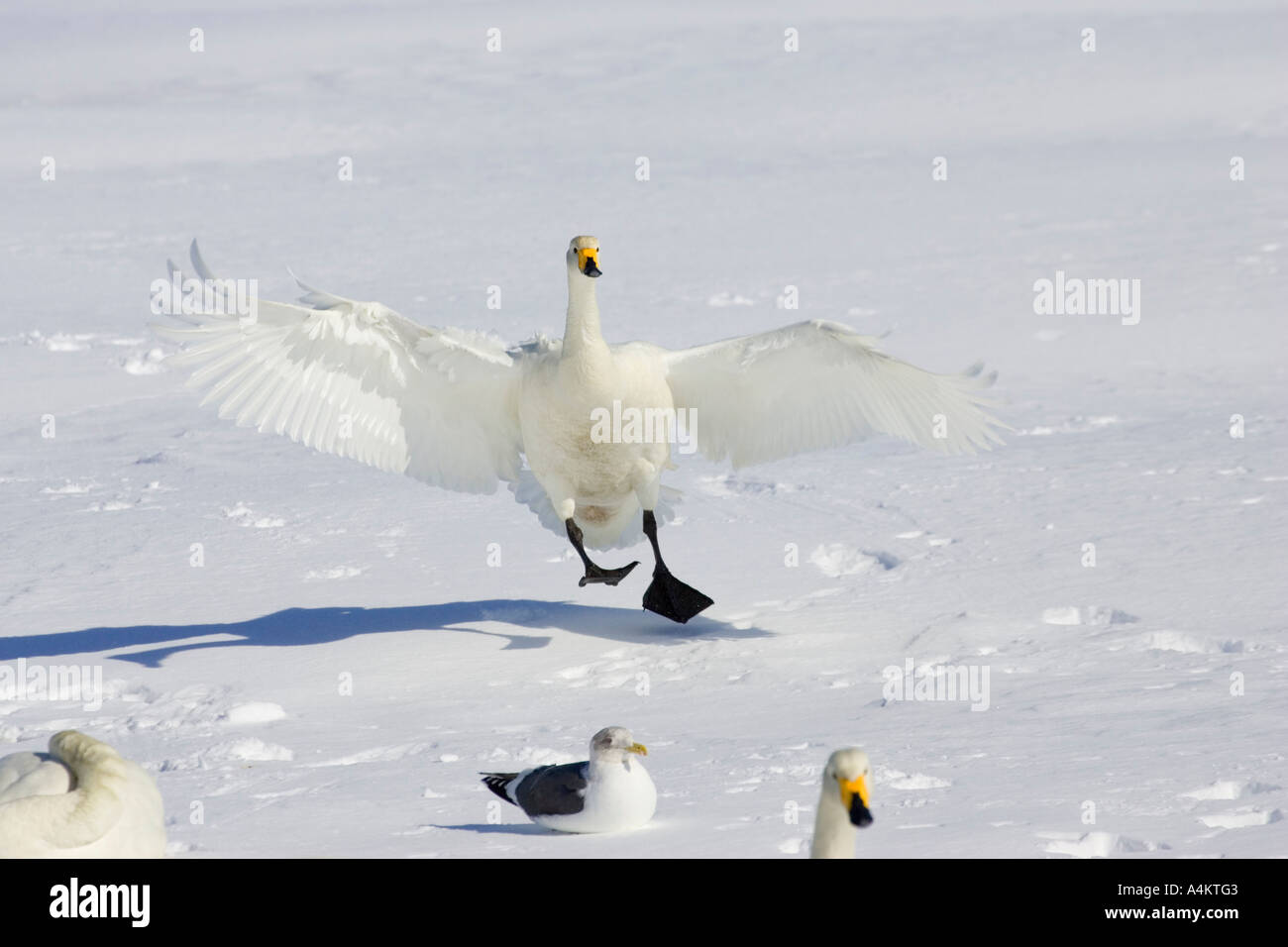 Whooper swan landing on the snow with other swans and gulls Stock Photo