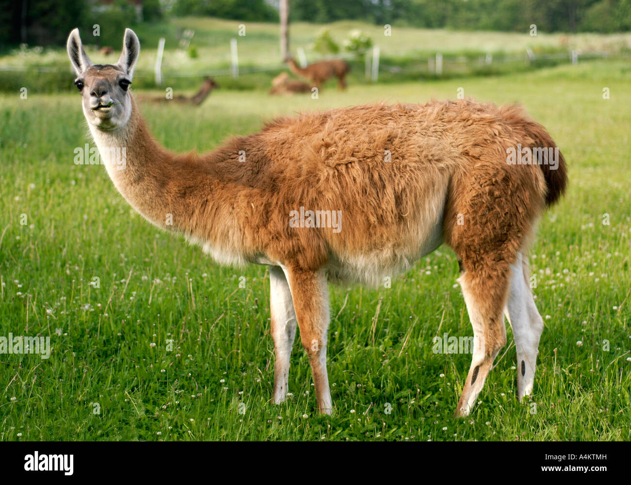 Lama Animal Hi res Stock Photography And Images Alamy Lama Animal Hi res Stock Photography And Images Alamy