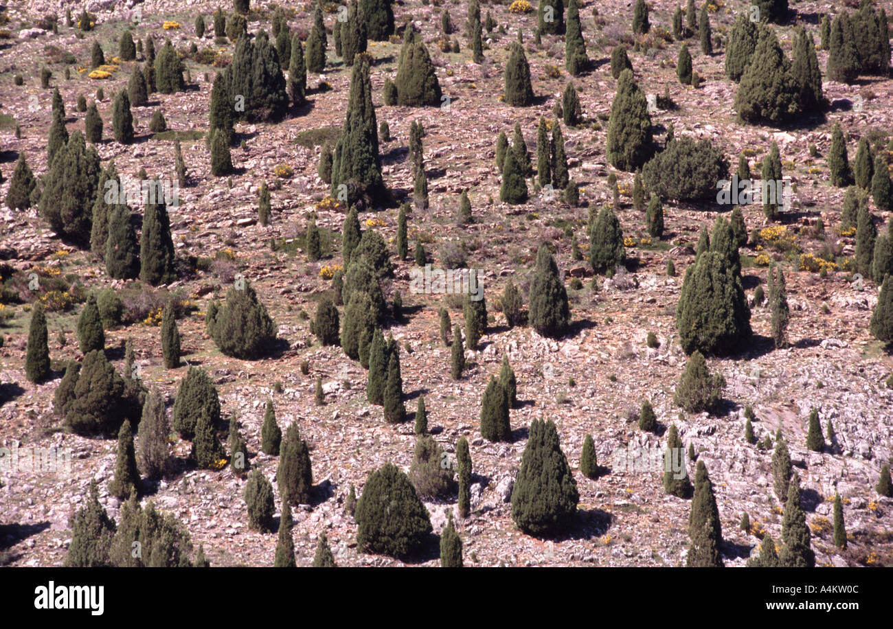 Juniperus thurifera near Barrios de Luna Leon Spain Stock Photo