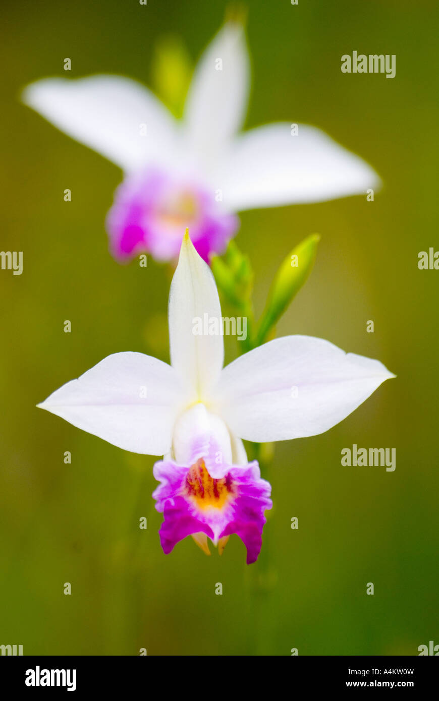 Flower of the bamboo orchid Arundina graminifolia native to Malaysia Stock Photo