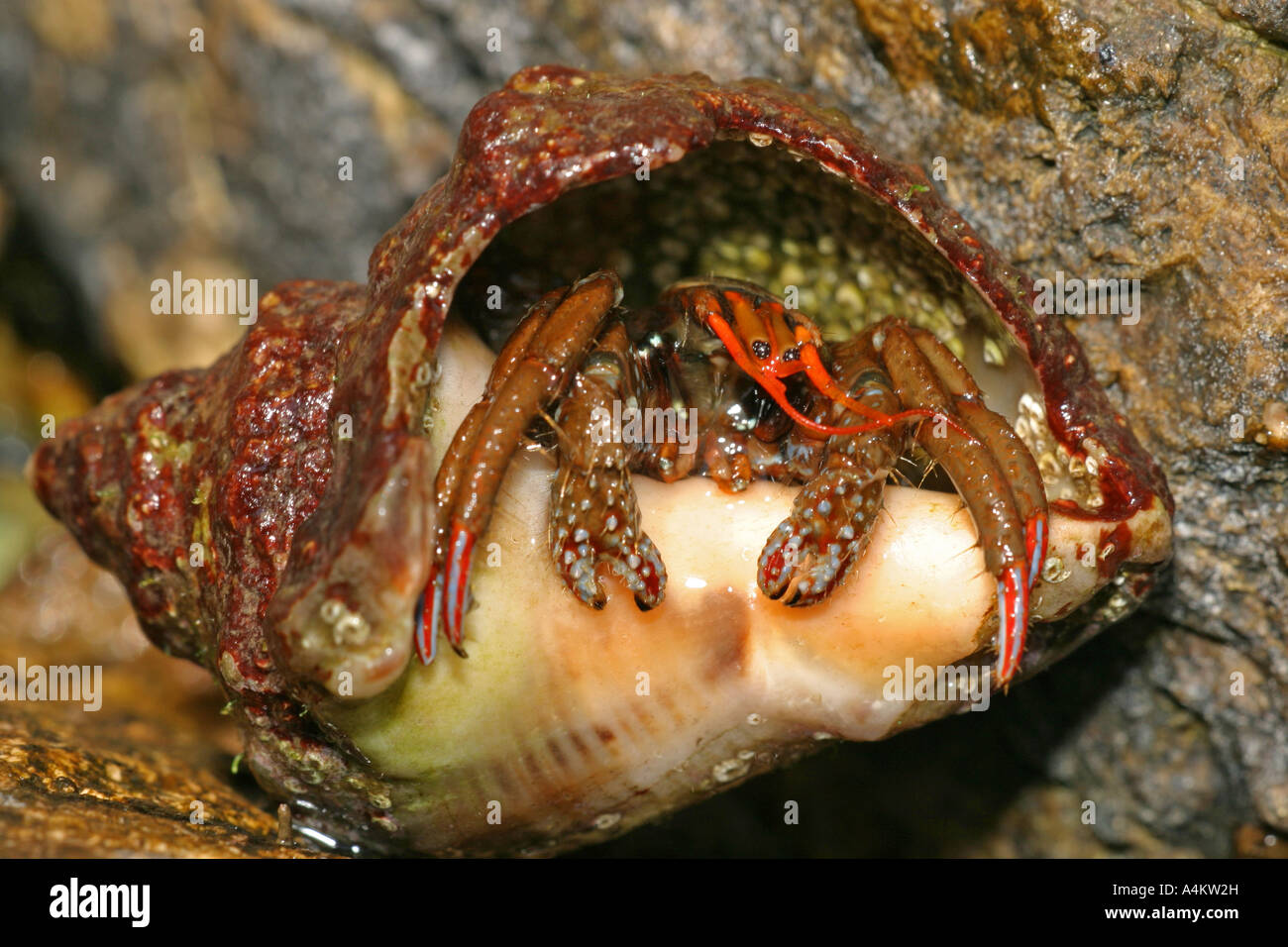 crab (Eupagulus prideauxi)  in a carapace of Rapana (Rapana venosa), Black Sea coast, Bulgaria, Europe Stock Photo