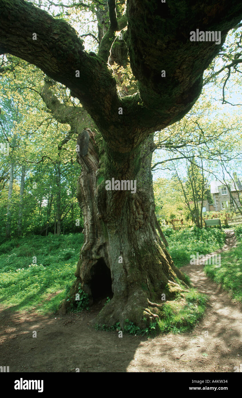 ANCIENT BIRNAM OAK Quercus robur Birnam Pertshire Scotland As featured in Macbeth by William Shakespeare Stock Photo