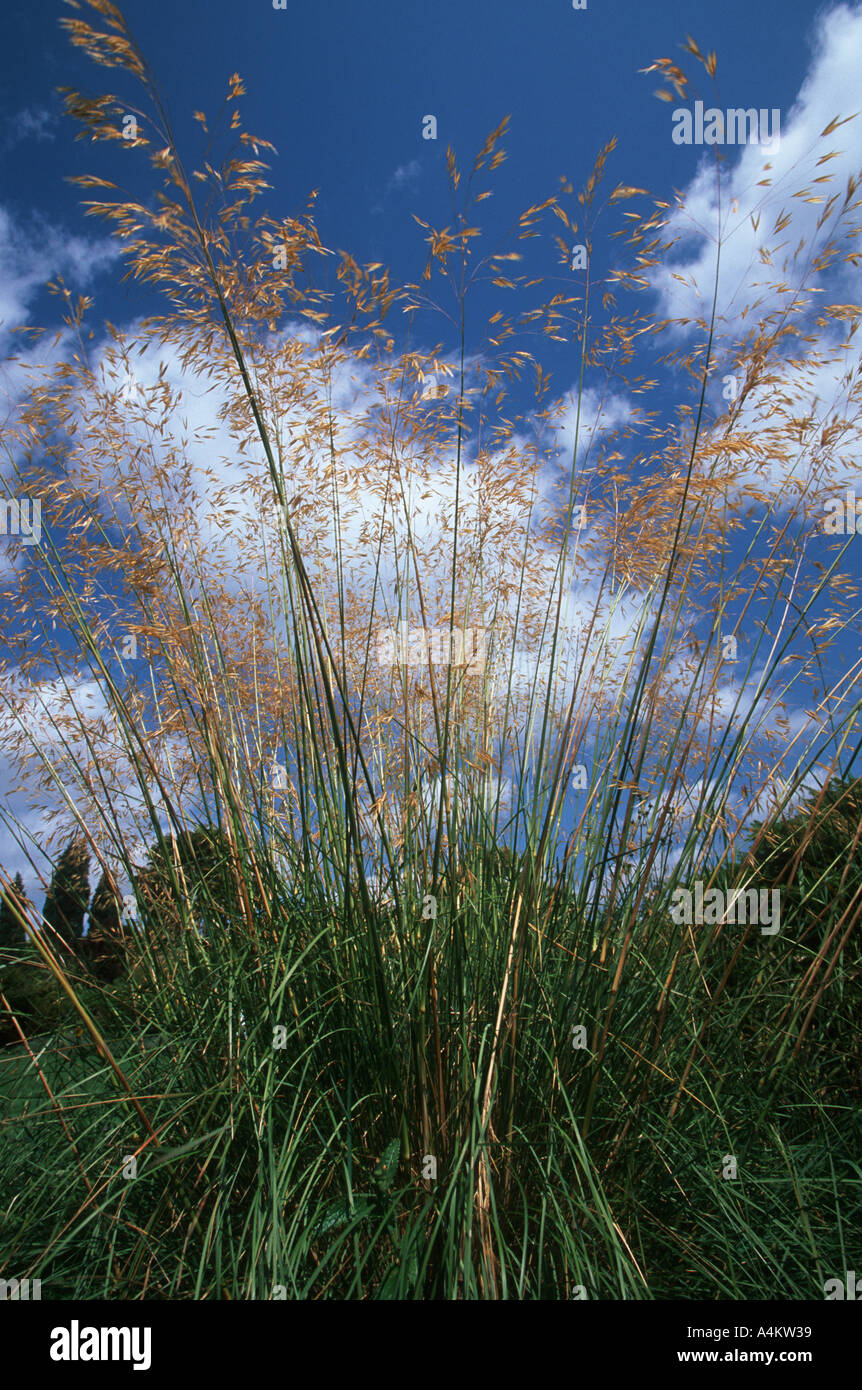 GIANT FEATHER or NEEDLE GRASS Stipa gigantea an evergreen ornamental grass originally from Spain and Portugal Stock Photo