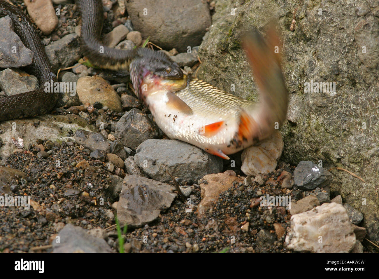 Dice Snake, Natrix tessellata, eats fish Stock Photo