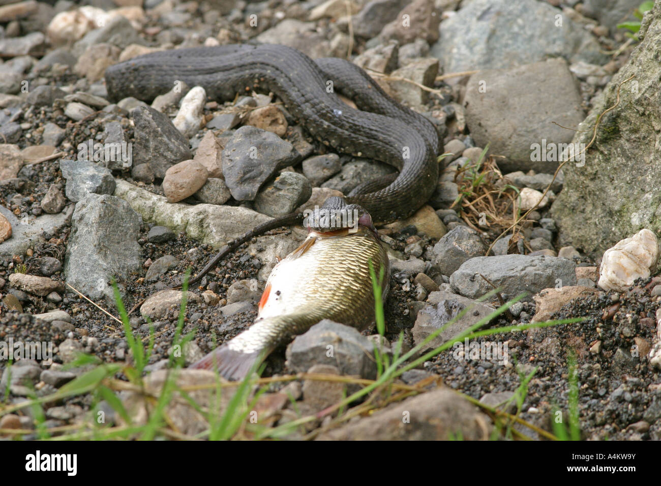 Dice Snake, Natrix tessellata, eats fish Stock Photo