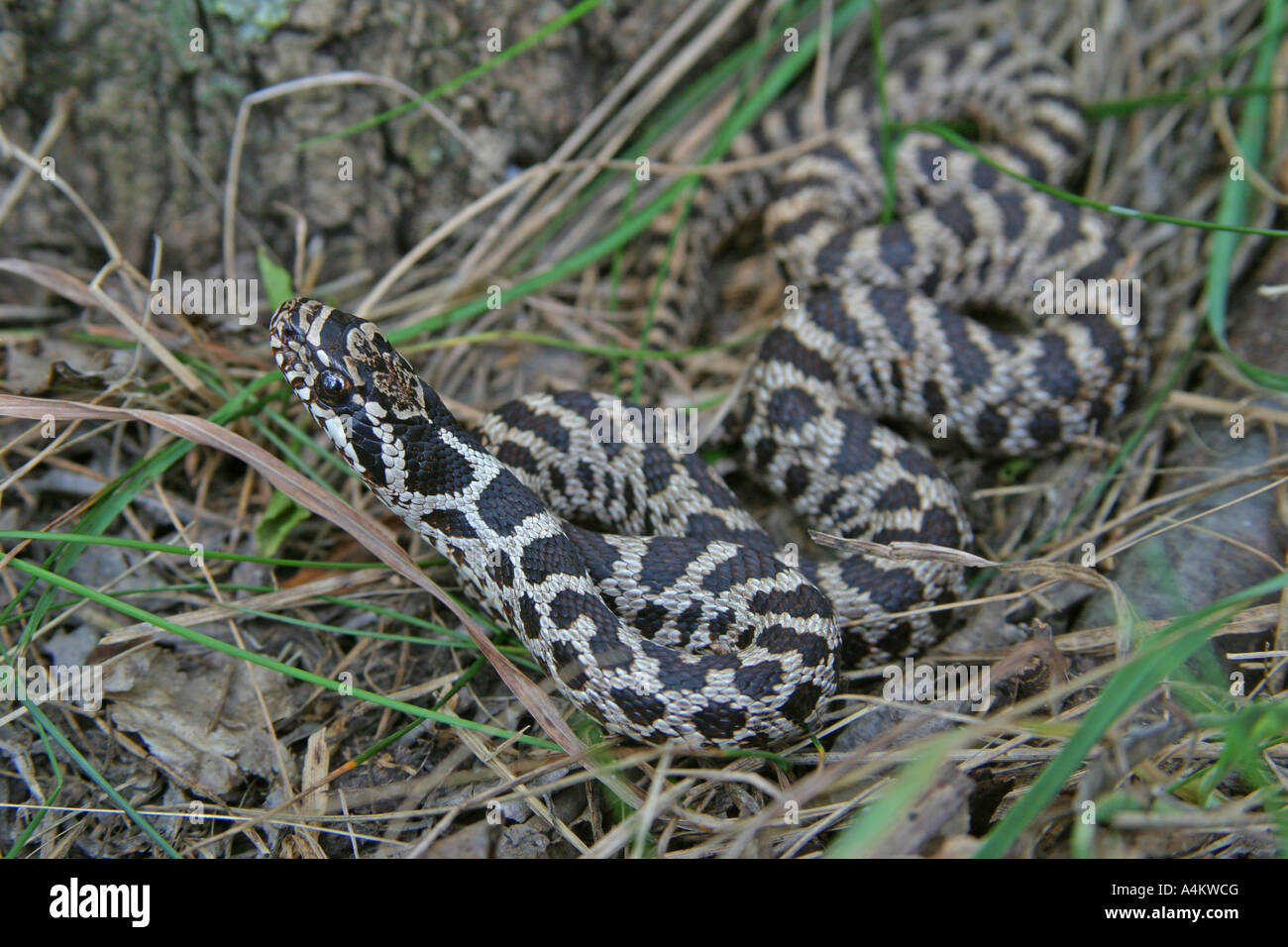 Four-lined Snake, Elaphe quatuorlineata sauromates Stock Photo
