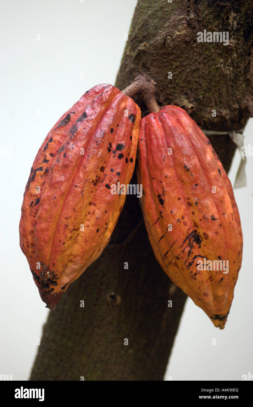 cacao for chocolate Stock Photo
