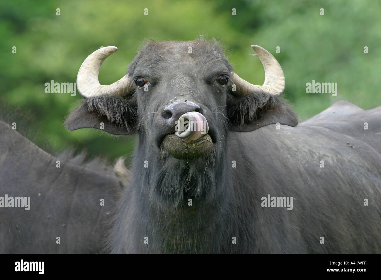 Domesticated Water Buffalo, Bulgaria Stock Photo