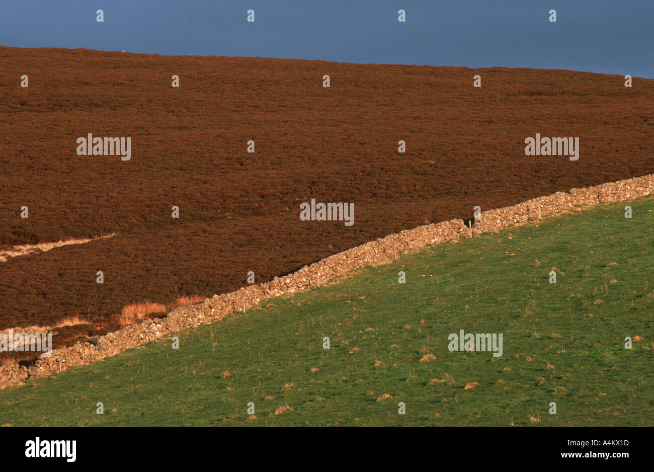 WALL separating heathland from grazing land Glen Isla Angus Scotland