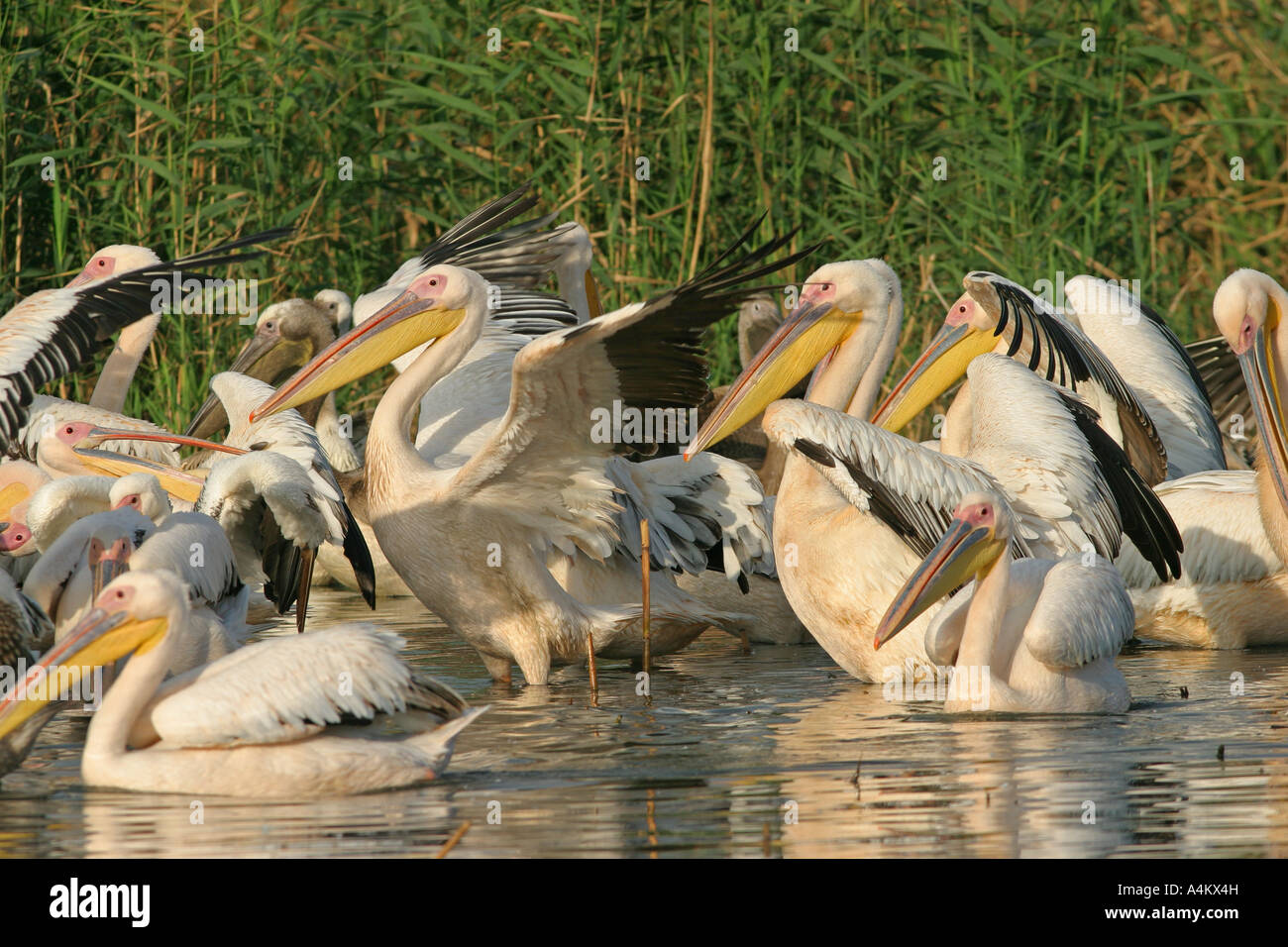 White Pelican Pelecanus onocrotalus, lake Vaja, Burgas, Bulgaria Stock Photo