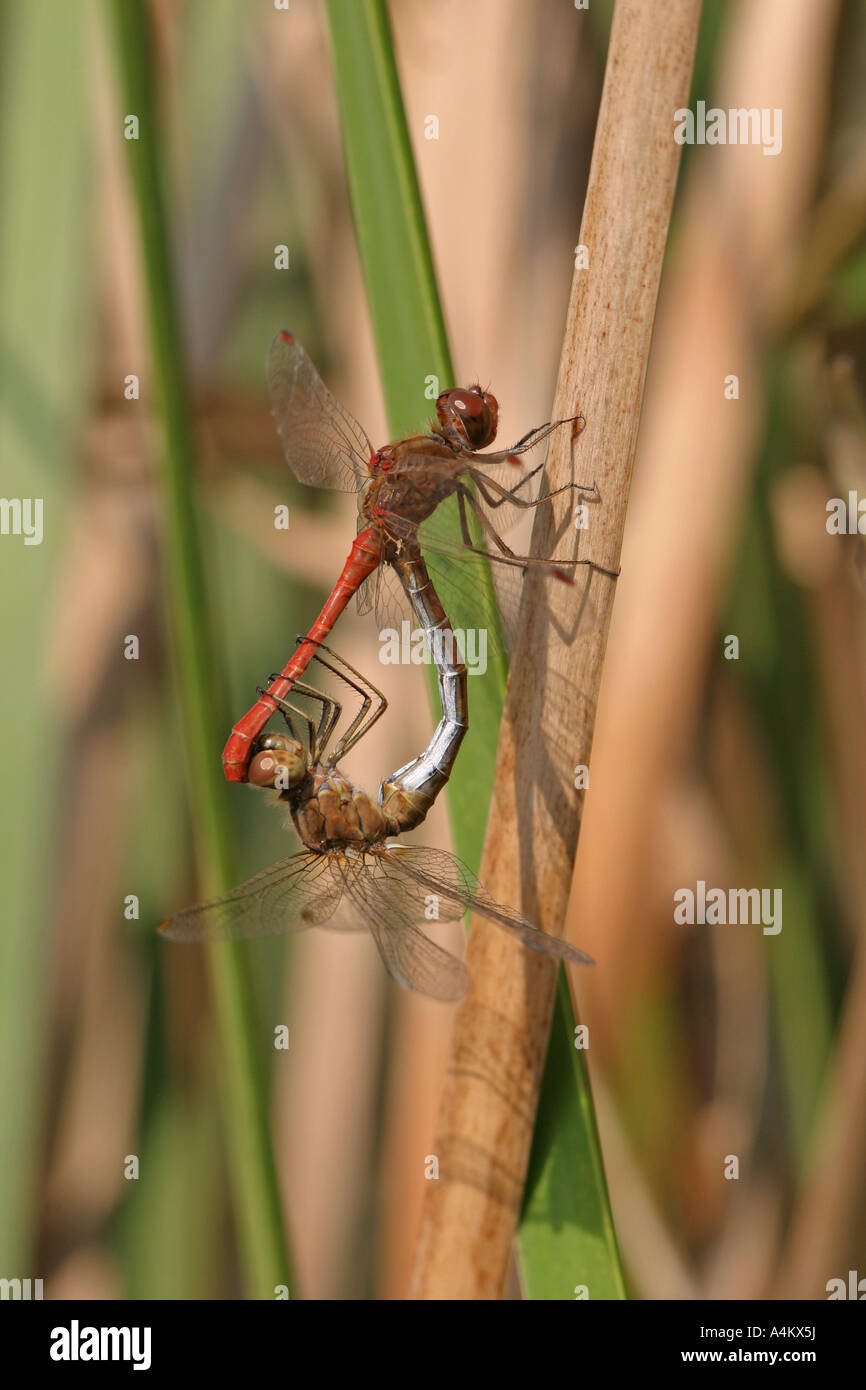Odonata, Dragonfly, copulation, Bulgaria, Europe Stock Photo