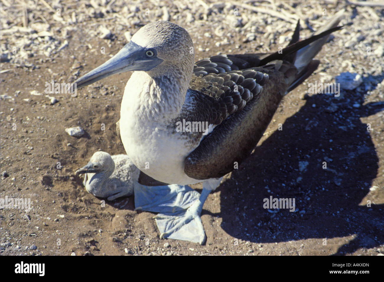 Blue footed booby and chick Espanola (Hood) island, Galapagos 0040 Stock Photo