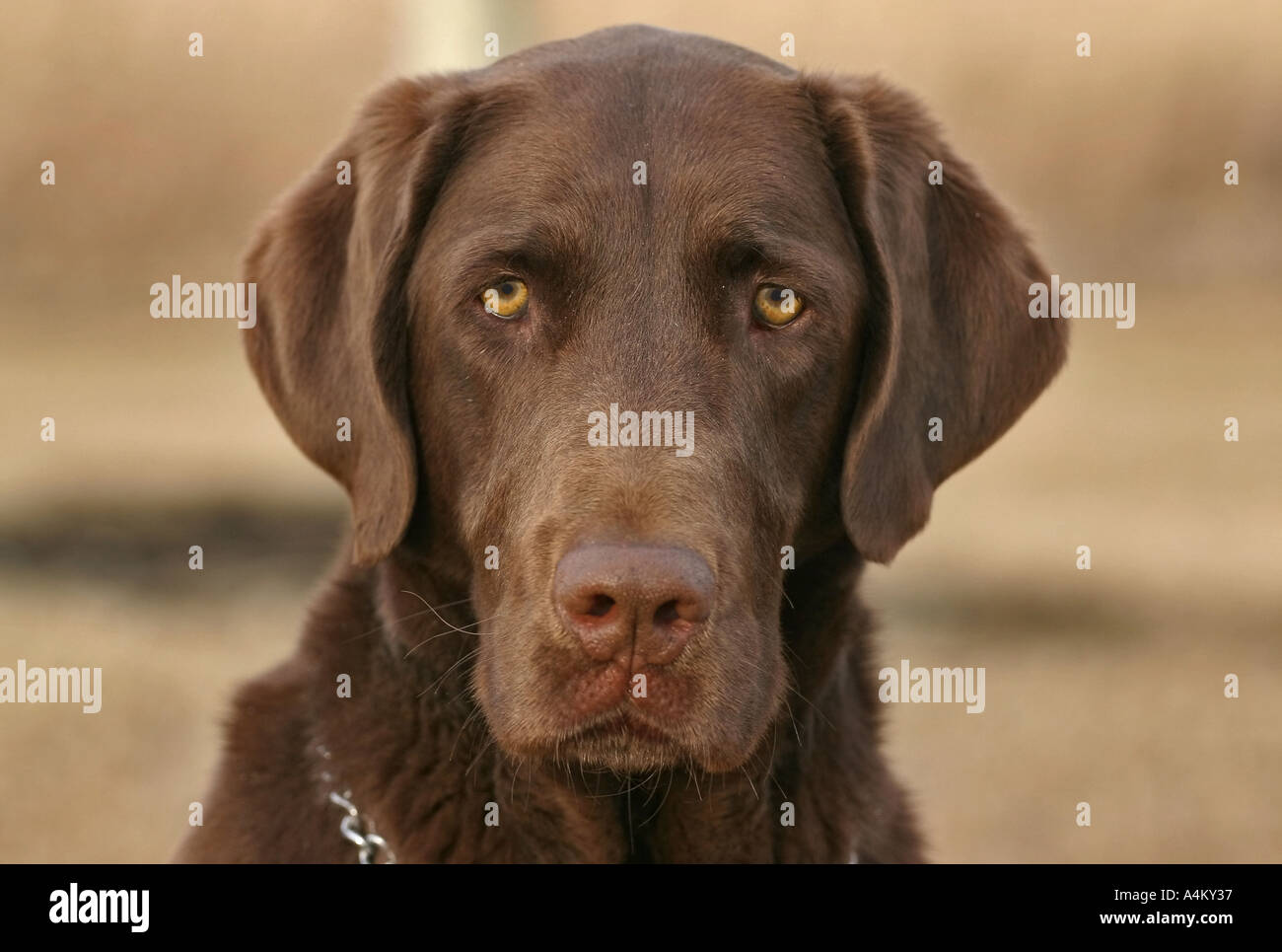 Dog Brown lab looking at thr camera Stock Photo - Alamy