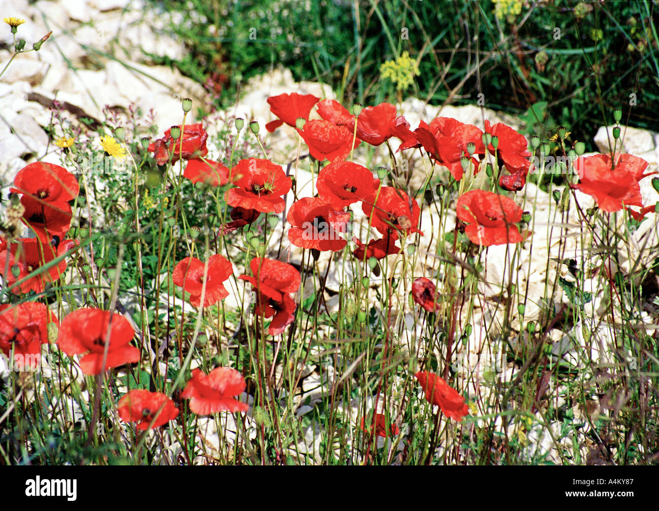 wild poppies Italy Stock Photo - Alamy