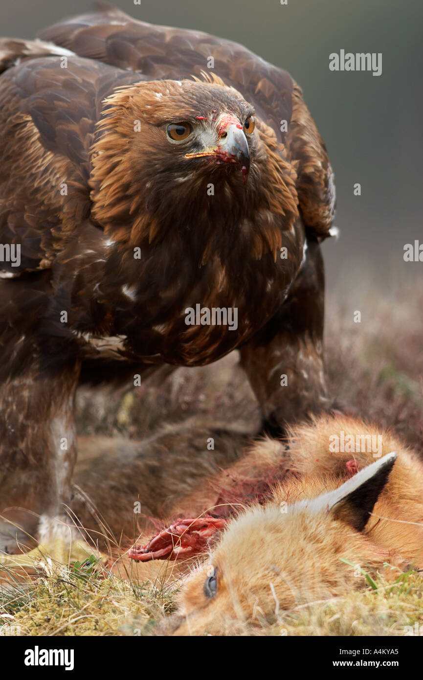 The eagle and the fox hires stock photography and images Alamy