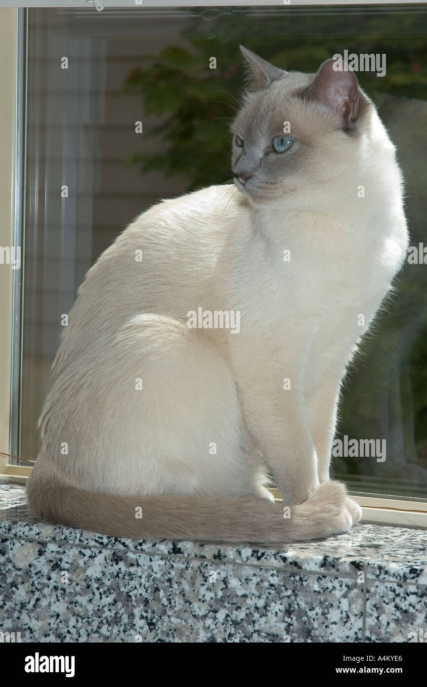 Platinum mink Tonkinese cat sitting in window Stock Photo