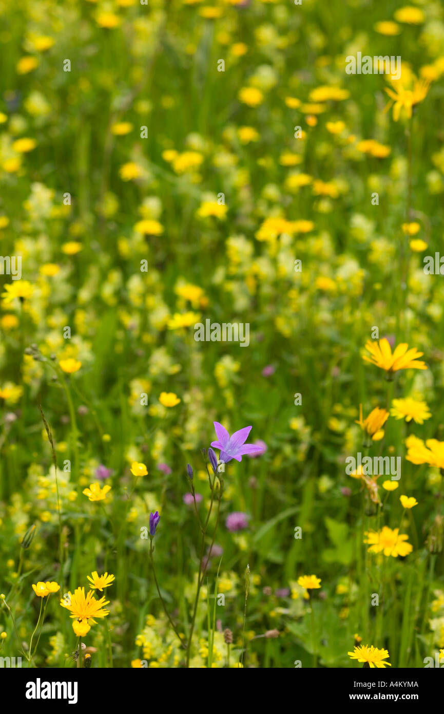 Pretty wildflowers hi-res stock photography and images - Alamy