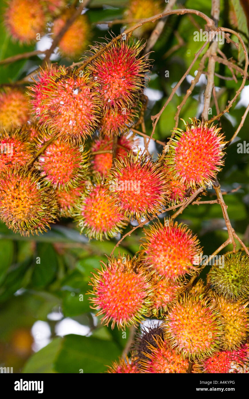Nephelium lappaceum rambutan fruit ripening on a tree in Kuching Sarawak Borneo Malaysia Stock Photo