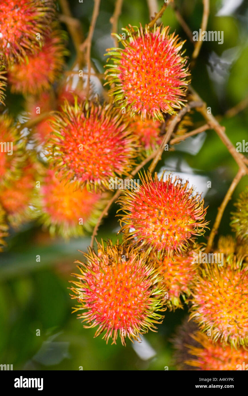 Nephelium lappaceum known as rambutan fruit ripening on a tree in Kuching Sarawak Borneo Malaysia Stock Photo