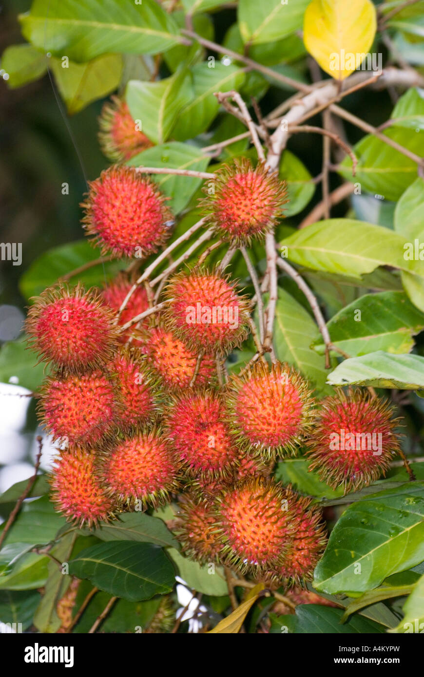 Nephelium lappaceum known as rambutan fruit ripening on a tree in Kuching Sarawak Borneo Malaysia Stock Photo