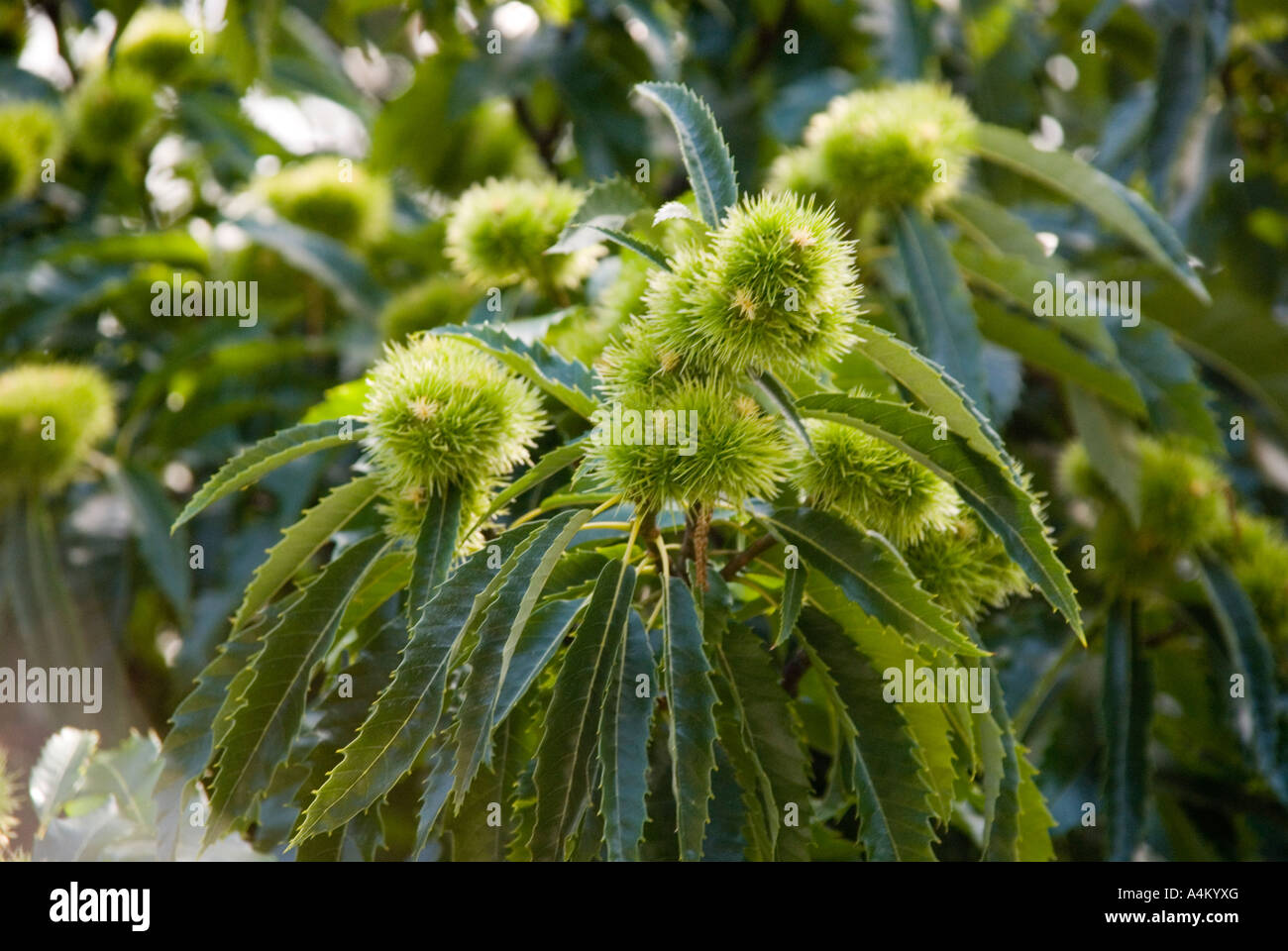 Chestnuts ripening on a tree Stock Photo