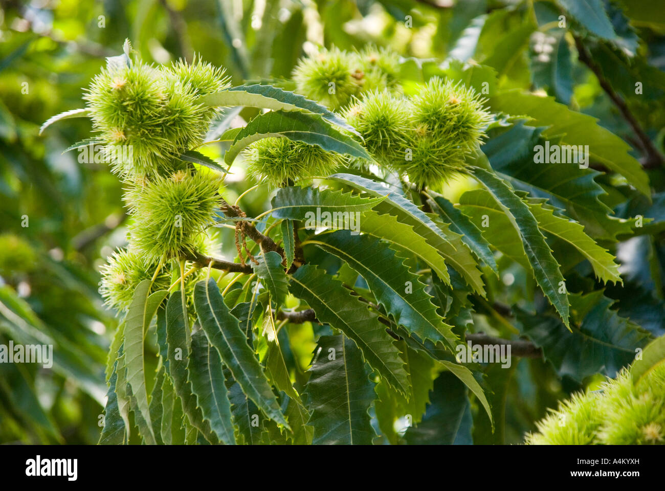 Chestnuts ripening on a tree Stock Photo